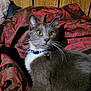 Liberty is registered to the contest to win money with this photo: cat, grey_cat, tuxedo_cat, whiskers, yellow_eyes, blue_collar, bell, bedroom, blanket, bedding, wood_paneling, indoor, pet, fur, paw, portrait, close_up, curious, relaxed, cozy