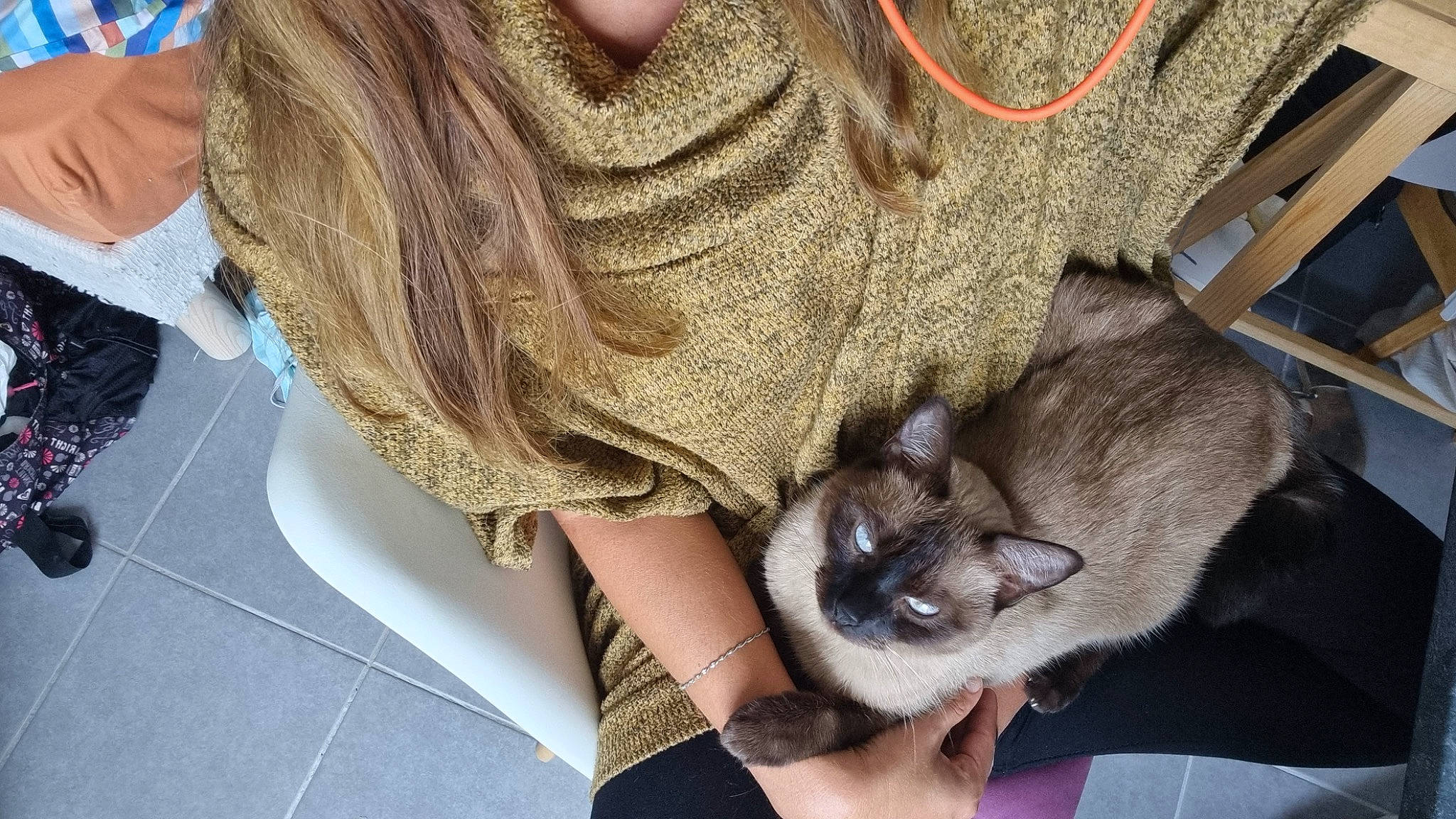 Lilou participe au concours pour gagner de l'argent avec cette photo : carnivore, cat, comfort, companion_dog, domestic_short_haired_cat, eyewear, fashion_accessory, fawn, felidae, fur, human_leg, nail, paw, plant, siamese, small_to_medium_sized_cats, thai, tonkinese, tree, whiskers