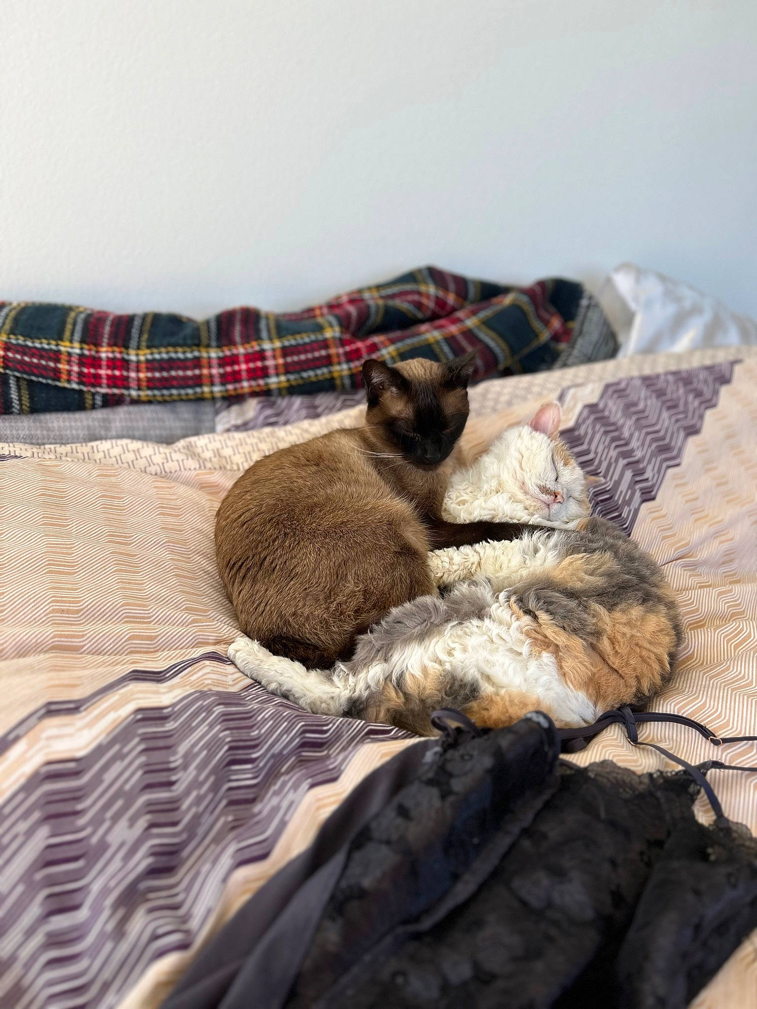 Lilou participe au concours pour gagner de l'argent avec cette photo : art, bed, bed_sheet, bedding, bedroom, blanket, carnivore, comfort, duvet, felidae, flooring, fur, grey, linens, pattern, plaid, small_to_medium_sized_cats, tartan, whiskers, wood