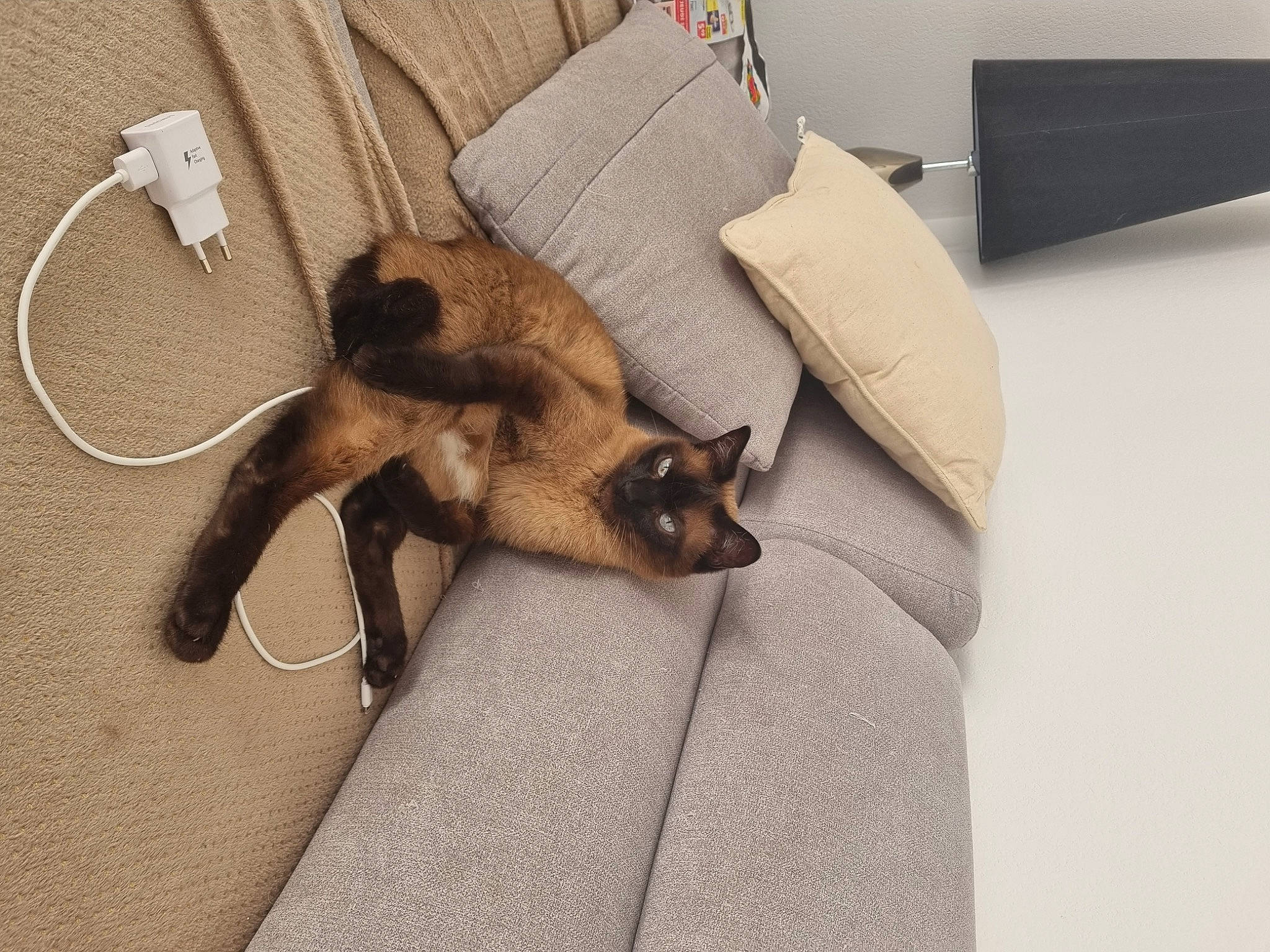 Lilou a rejoint le concours — aidez-le/la à gagner de superbes lots ! balinese, carnivore, cat, comfort, dog_breed, fawn, felidae, fur, linens, paw, room, siamese, small_to_medium_sized_cats, tail, terrestrial_animal, whiskers