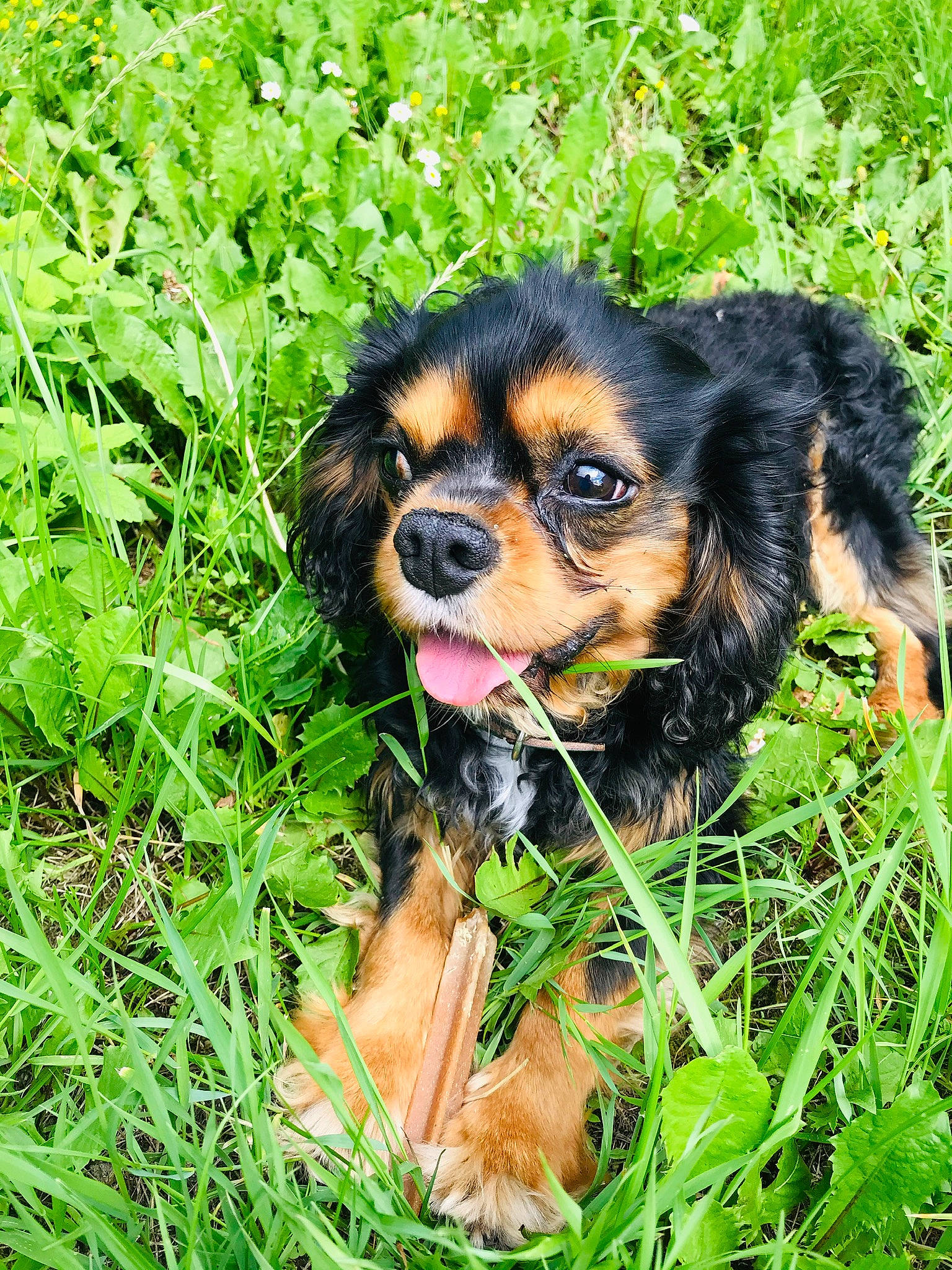 Hayko a rejoint le concours — aidez-le/la à gagner de superbes lots ! canidae, carnivore, cavalier_king_charles_spaniel, cocker_spaniel, companion_dog, dog, dog_breed, fawn, grass, king_charles_spaniel, mammal, plant, puppy, rainforest, rare_breed_dog, snout, spaniel, sporting_group, toy_dog