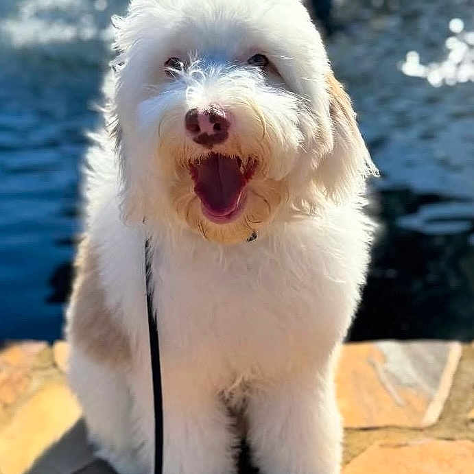 Kevin is registered to the contest to win money with this photo: dog, fluffy, white, pet, animal, sitting, outdoor, sunlight, water, stone, happy, leash, cute, portrait, nature, daytime, fur, canine, smiling, friendly