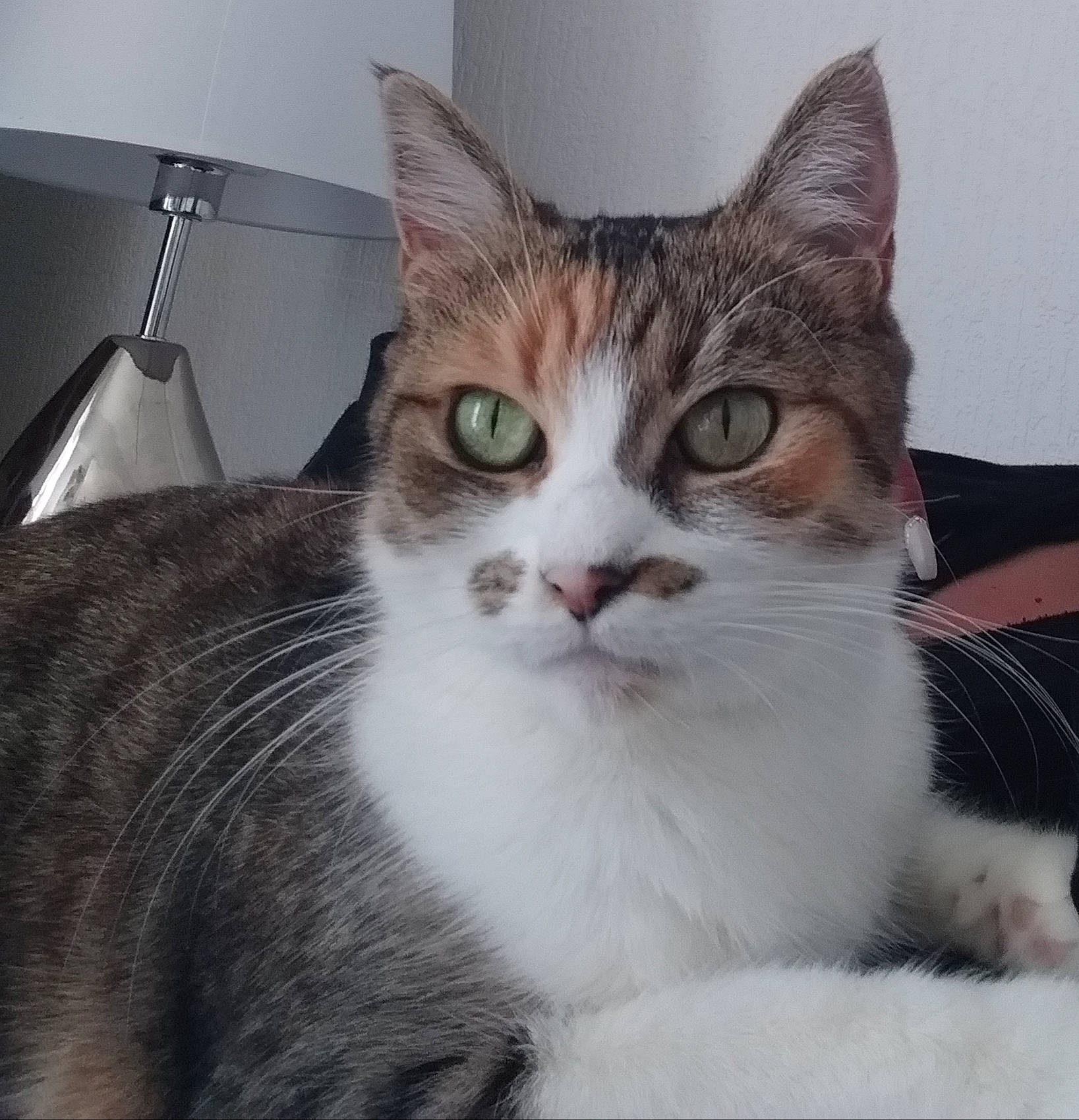 Vanille participe au concours pour gagner de l'argent avec cette photo : aegean_cat, american_shorthair, american_wirehair, asian, australian_mist, carnivore, cat, domestic_short_haired_cat, european_shorthair, eye, felidae, fur, kitten, mammal, small_to_medium_sized_cats, snout, tabby_cat, vertebrate, whiskers