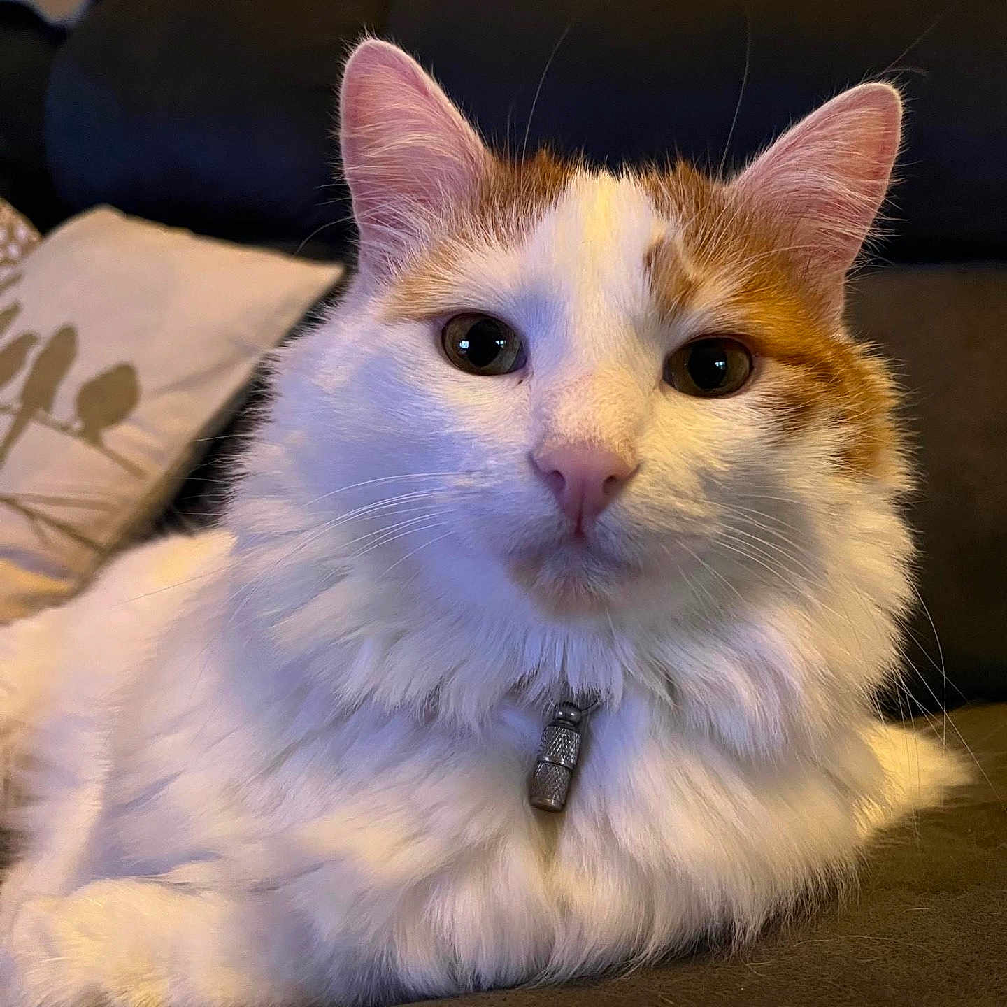 Tino a rejoint le concours — aidez-le/la à gagner de superbes lots ! angora, animal, blanket, cat, couch, cushion, furniture, hardwood, homedecor, kitten, manx, pet, pillow, stainedwood, wood