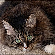 Sophie Cat joined the competition — help win amazing prizes! animal, carpet, cat, close_up, cute, domestic_cat, feline, fur, green_eyes, indoor, lying_down, mammal, paw, pet, portrait, relaxed, resting, tabby, whiskers, white_paw