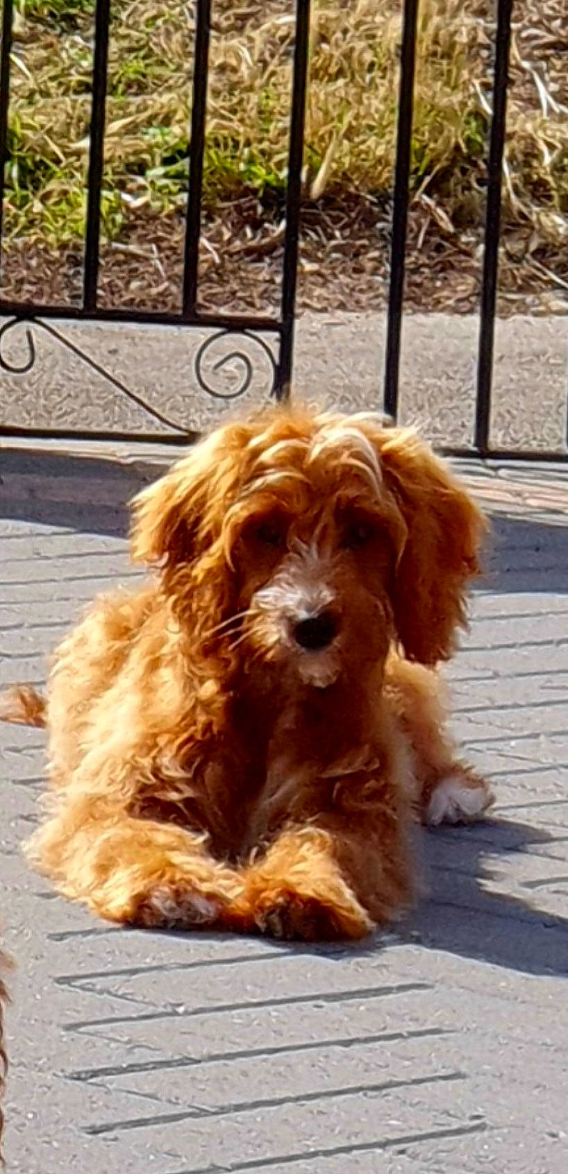 Marley is registered to the contest to win money with this photo: canidae, carnivore, companion_dog, dog, dog_breed, fence, fur, liver, plant, puppy, snout, sporting_group, terrestrial_animal, walking, working_animal