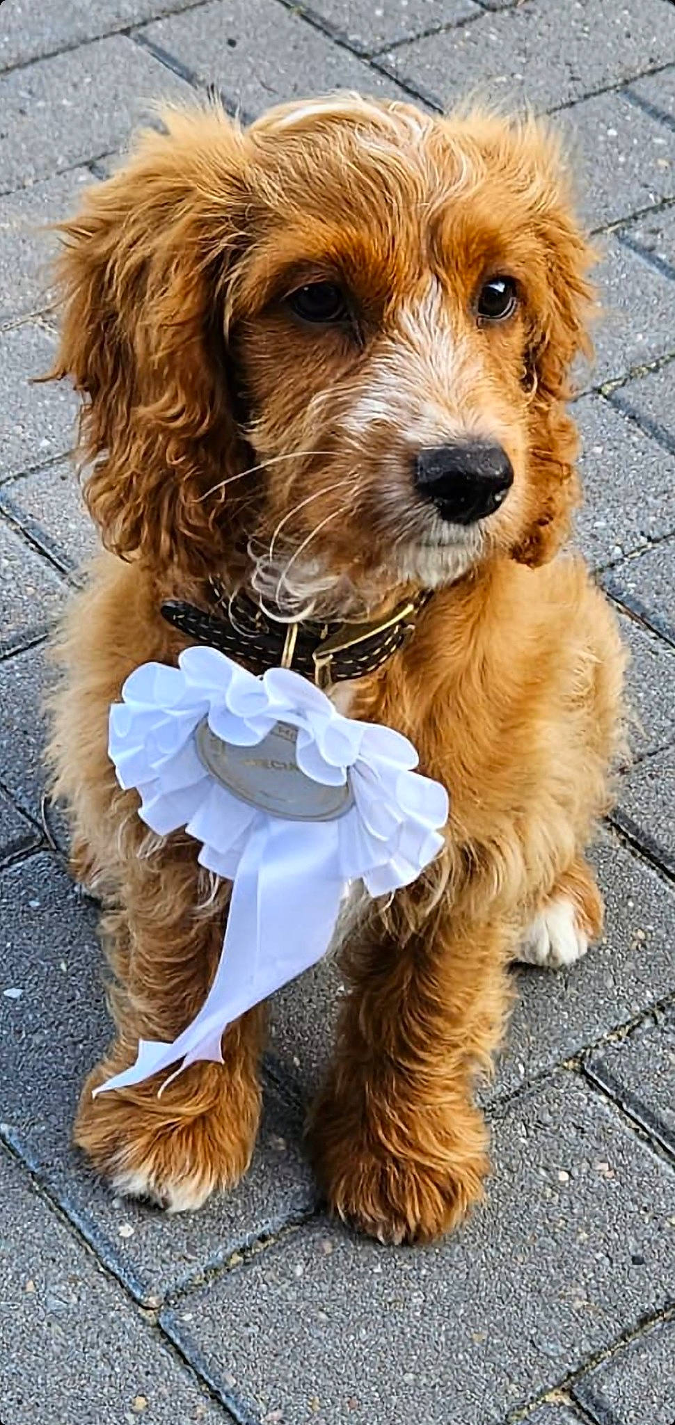 Marley is registered to the contest to win money with this photo: carnivore, collar, companion_dog, dog, dog_breed, dog_clothes, dog_collar, dog_supply, fashion_accessory, fur, liver, pet_supply, small_terrier, sporting_group, terrier, toy_dog, working_animal