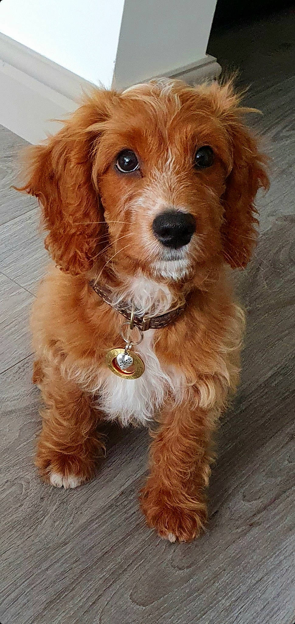 Marley is registered to the contest to win money with this photo: canidae, carnivore, companion_dog, dog, dog_breed, dog_collar, fashion_accessory, fawn, fur, liver, snout, sporting_group, wood, working_animal