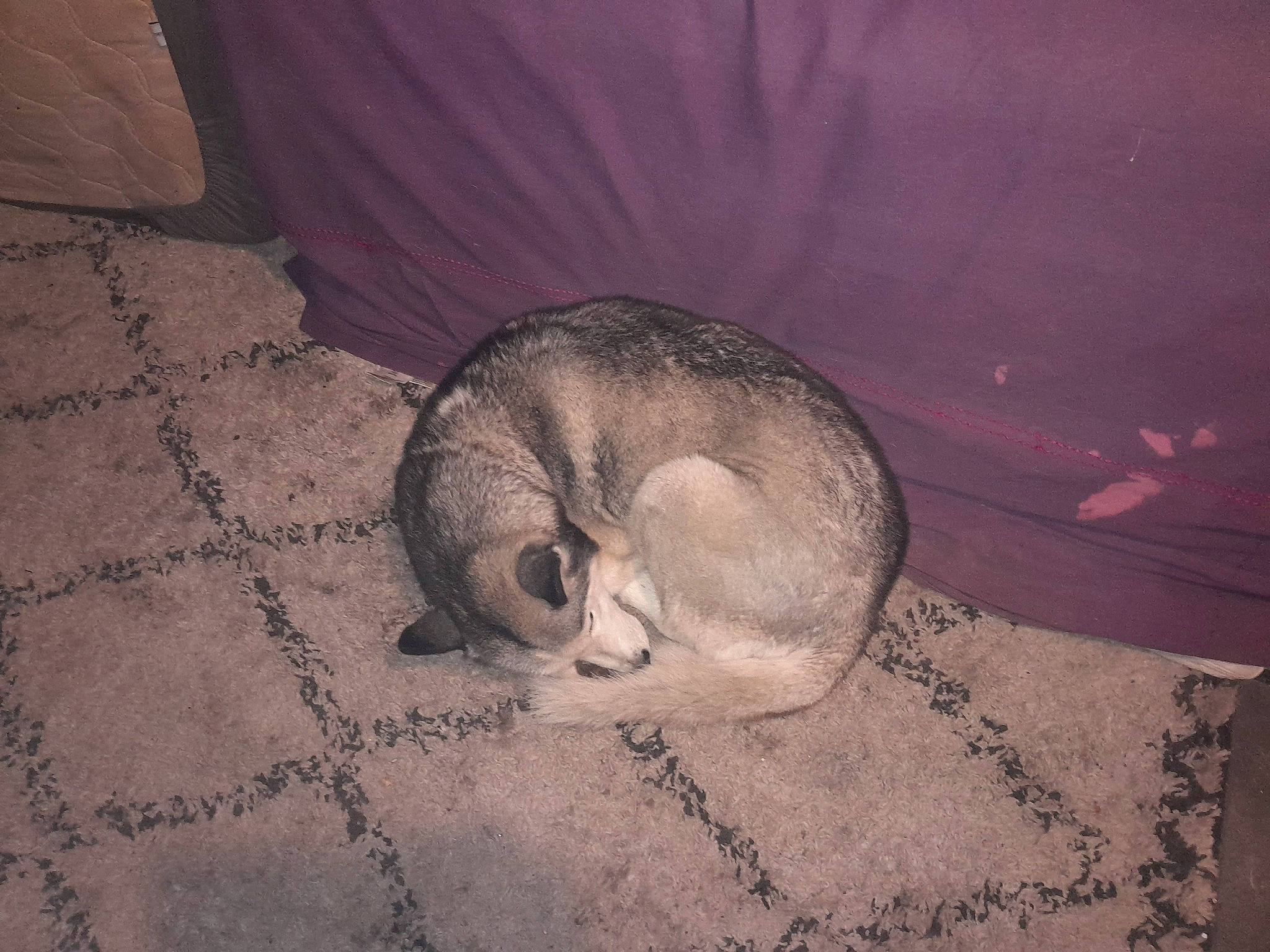 Princesse participe au concours pour gagner de l'argent avec cette photo : carnivore, cat, comfort, domestic_short_haired_cat, fawn, felidae, flooring, fur, marsupial, mouse, muroidea, paw, rodent, small_to_medium_sized_cats, snout, tail, terrestrial_animal, whiskers, wildlife, wood