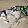 dog, dogs, huskies, siberian_husky, lying_down, resting, harness, pet, animal, indoor, floor, chair, person, blue_eyes, black_and_white, gray_fur, white_fur, relaxed, companionship, funny_pose