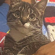 Leo joined the competition — help win amazing prizes! cat, tabby, white_paws, close_up, pet, animal, indoor, person, hand, colorful_blanket, feline, whiskers, fur, cute, domestic_animal, looking, soft, cozy, companion, portrait
