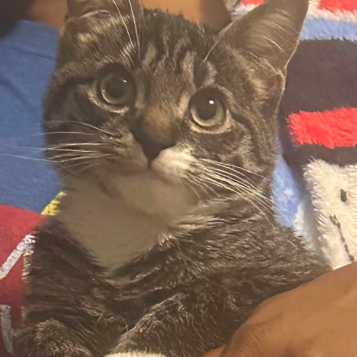 Leo joined the competition — help win amazing prizes! cat, tabby, white_paws, close_up, pet, animal, indoor, person, hand, colorful_blanket, feline, whiskers, fur, cute, domestic_animal, looking, soft, cozy, companion, portrait