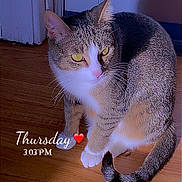 Mittens is registered to the contest to win money with this photo: cat, tabby, indoor, wooden_floor, door, pet, animal, feline, curious, sitting, yellow_eyes, shadow, light, domestic, fur, whiskers, tail, paws, cute, home