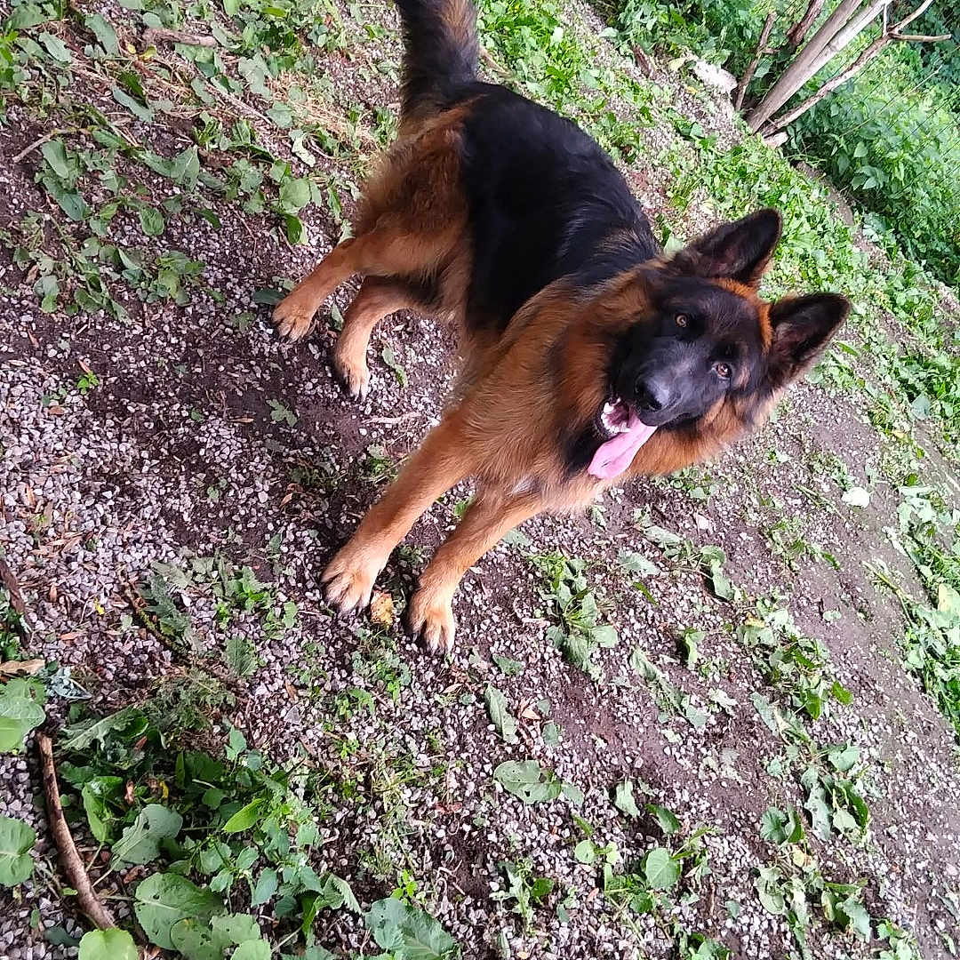 Pulco participe au concours pour gagner de l'argent avec cette photo : animal, canine, daylight, dog, ears_up, fence, fur, garden, german_shepherd, grass, gravel, greenery, happy, nature, outdoor, pet, playful, standing, tongue_out, yard