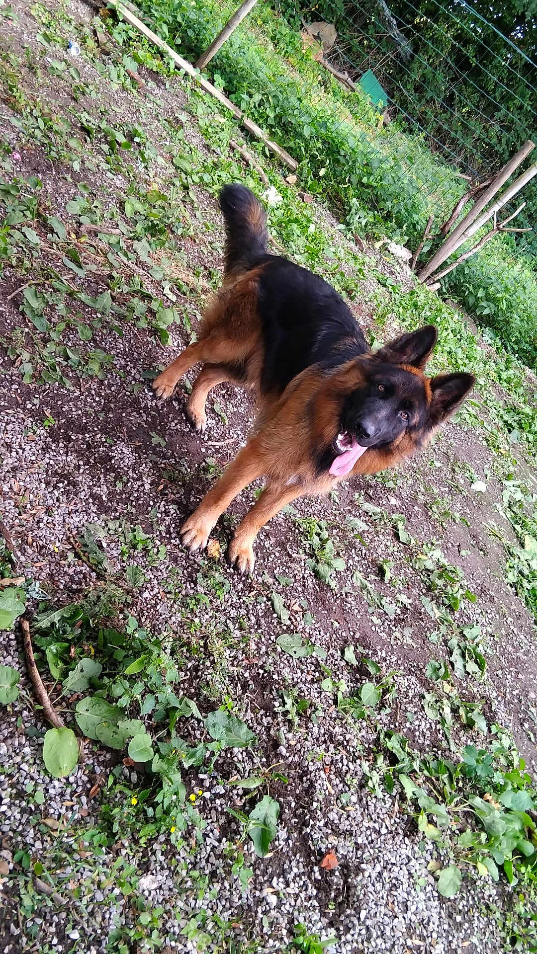 Pulco participe au concours pour gagner de l'argent avec cette photo : dog, german_shepherd, outdoor, grass, gravel, fence, pet, animal, canine, tongue_out, ears_up, garden, nature, playful, happy, standing, daylight, greenery, yard, fur
