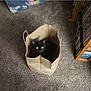 animal, black_cat, carpet, cat, clothes, container, curious, domestic_cat, dvd_shelf, feline, floor, green_eyes, home, indoor, looking_up, paper_bag, pet, shadow, storage_bin, wooden_shelf
