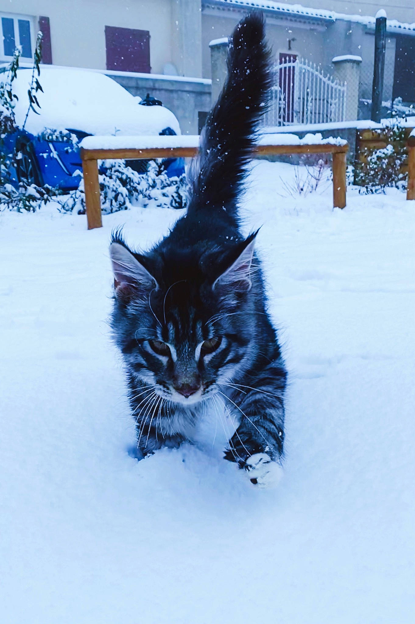 Star Lord participe au concours pour gagner de l'argent avec cette photo : building, carnivore, cat, domestic_short_haired_cat, electric_blue, event, felidae, freezing, fur, house, lynx, plant, precipitation, small_to_medium_sized_cats, snout, snow, tail, whiskers, window, winter