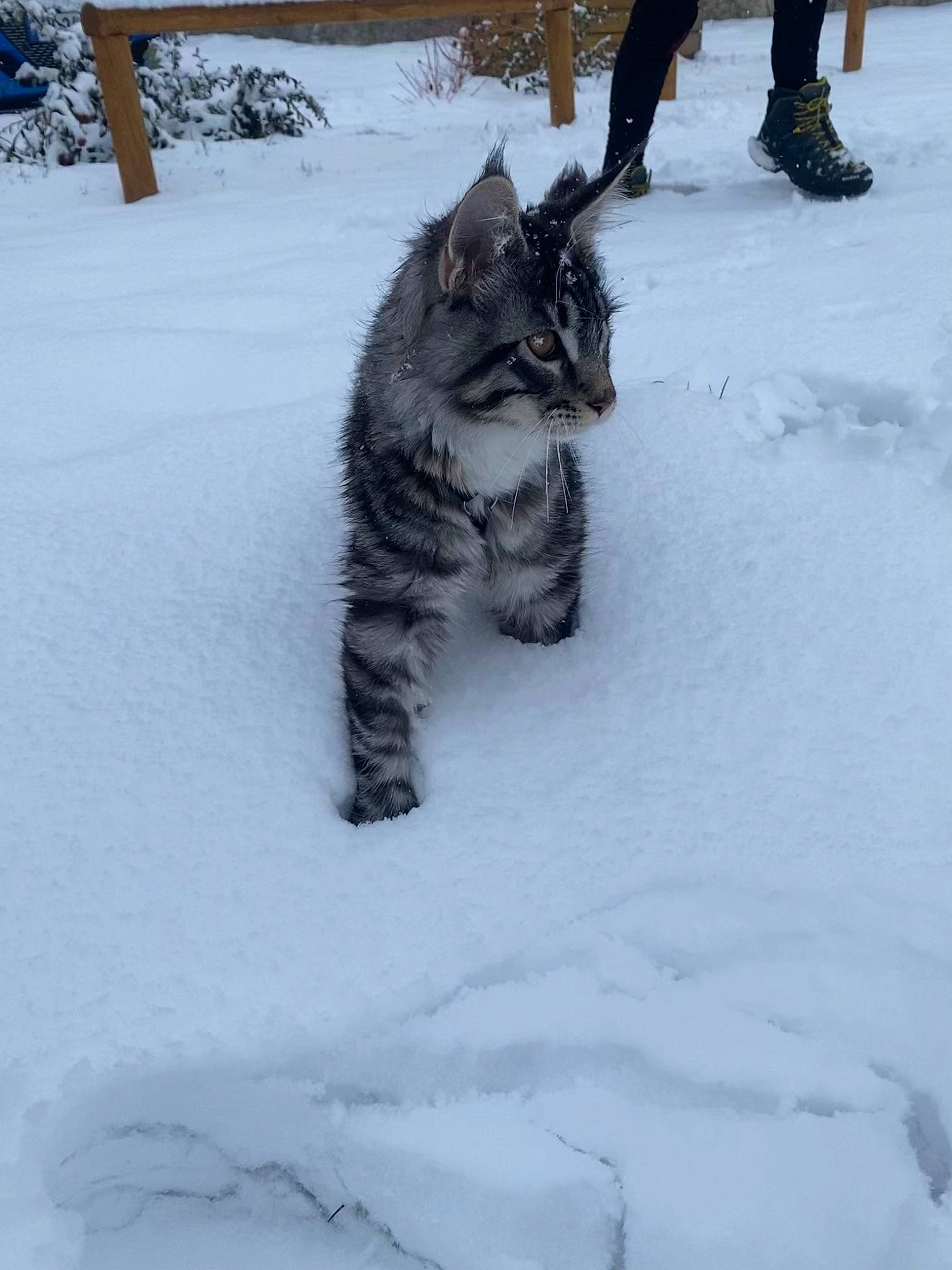 Star Lord a rejoint le concours — aidez-le/la à gagner de superbes lots ! automotive_tire, canidae, carnivore, cat, dog_breed, domestic_short_haired_cat, felidae, freezing, fur, mammal, recreation, small_to_medium_sized_cats, snout, snow, sporting_group, tail, tree, whiskers, wildlife, winter