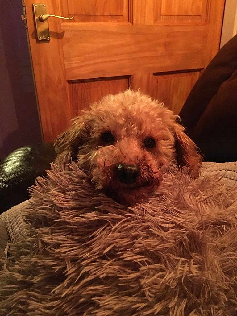 Pudsey joined the competition — help win amazing prizes! dog, fluffy, blanket, indoor, cozy, wooden_door, leather_furniture, pet, fur, nose, ears, brown, relaxation, comfort, closeup, face, home, animal, soft, warm