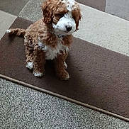 Benji is registered to the contest to win money with this photo: animal, ball, brown, carpet, companion, curly_fur, cute, dog, domestic, floor, fur, indoor, pet, playful, puppy, sitting, small, toy, white, young