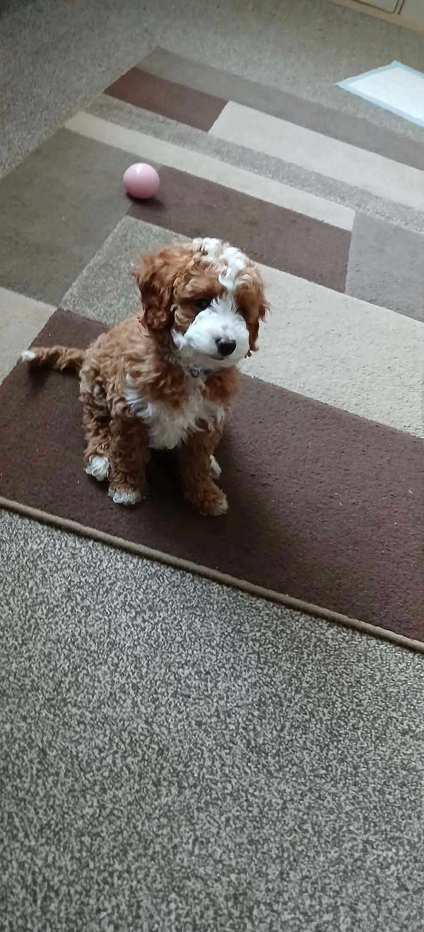 Benji