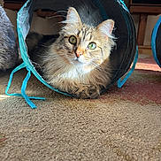 Cleo joined the competition — help win amazing prizes! animal, carpet, cat, closeup, curious, cute, feline, fluffy, fur, green_eyes, home, indoor, pet, play_tunnel, relaxing, resting, soft, sunlight, tabby, whiskers