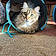 Cleo