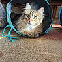 animal, carpet, cat, closeup, curious, cute, feline, fluffy, fur, green_eyes, home, indoor, pet, play_tunnel, relaxing, resting, soft, sunlight, tabby, whiskers