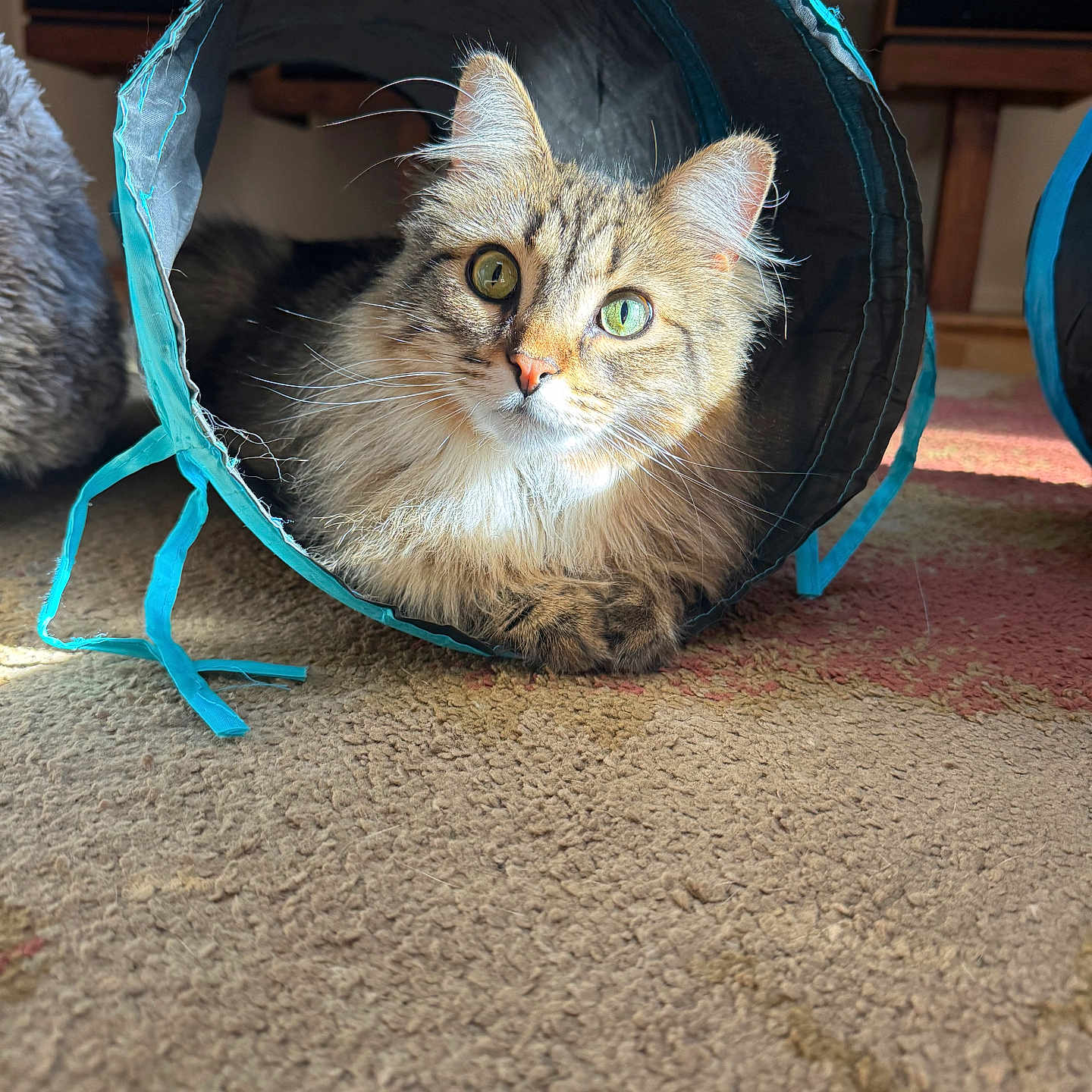 Cleo joined the competition — help win amazing prizes! animal, carpet, cat, closeup, curious, cute, feline, fluffy, fur, green_eyes, home, indoor, pet, play_tunnel, relaxing, resting, soft, sunlight, tabby, whiskers