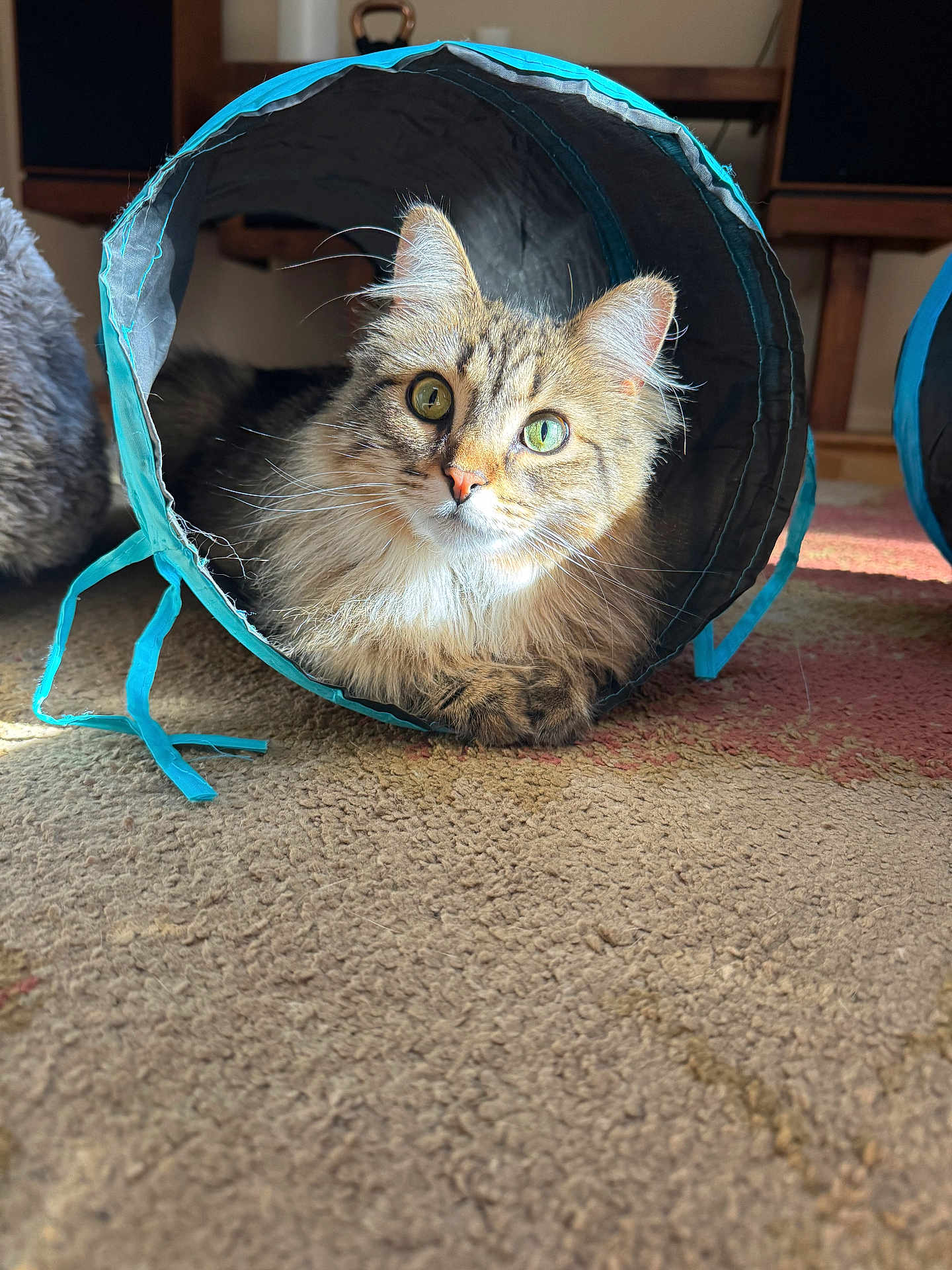 Cleo