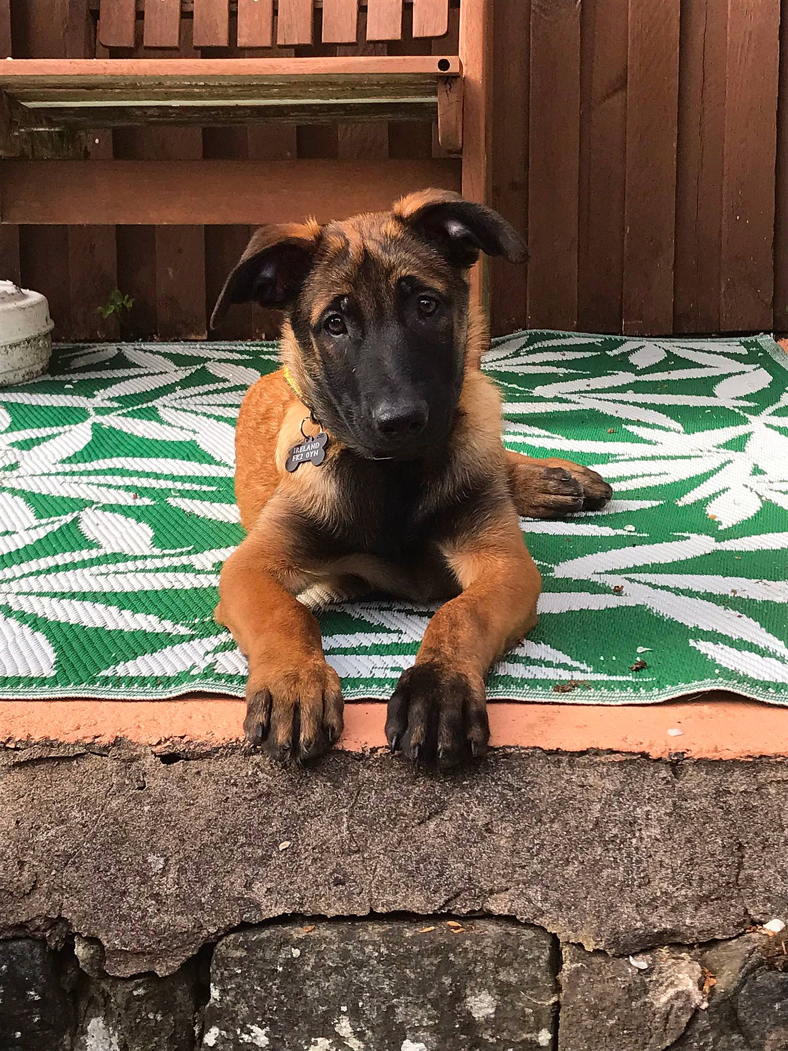 Badger joined the competition — help win amazing prizes! canidae, carnivore, claw, companion_dog, dog, dog_breed, fawn, guard_dog, liver, paw, plant, puppy, snout, sporting_group, street_dog, terrestrial_animal, working_animal, working_dog