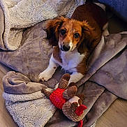 Patches joined the competition — help win amazing prizes! puppy, dog, blanket, plush_toy, floor, brown, white, cute, pet, indoor, cozy, soft, fur, looking_up, toy, comfort, small_dog, playful, animal, relaxed