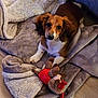puppy, dog, blanket, plush_toy, floor, brown, white, cute, pet, indoor, cozy, soft, fur, looking_up, toy, comfort, small_dog, playful, animal, relaxed