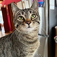 Biscuit is registered to the contest to win money with this photo: cat, tabby, indoor, green_eyes, close_up, fur, whiskers, pet, kitchen, appliance, refrigerator, curious, animal, domestic, feline, portrait, household, tabby_cat, cute, looking_up