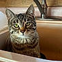 Biscuit joined the competition — help win amazing prizes! cat, tabby_cat, sink, kitchen, faucet, domestic_animal, pet, whiskers, green_eyes, fur, indoor, curious, animal_face, closeup, portrait, household, water, clean, looking, mammal