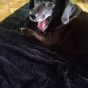 Lia participe au concours pour gagner de l'argent avec cette photo : dog, black_dog, pet, animal, indoor, blanket, floor, tile_floor, happy, mouth_open, fur, canine, laying_down, looking_up, domestic_animal, companion_animal, mammal, resting, close_up, cute
