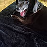 dog, black_dog, pet, animal, indoor, blanket, floor, tile_floor, happy, mouth_open, fur, canine, laying_down, looking_up, domestic_animal, companion_animal, mammal, resting, close_up, cute