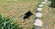 Lia participe au concours pour gagner de l'argent avec cette photo : animal, backyard, black_dog, daylight, dog, garden, grass, greenery, hedge, lawn, nature, outdoor, pathway, pet, plants, relaxing, resting, shadow, stone, sunlight