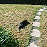 Lia participe au concours pour gagner de l'argent avec cette photo : dog, grass, pathway, stone, greenery, plants, sunlight, shadow, outdoor, nature, hedge, lawn, pet, relaxing, backyard, garden, daylight, animal, resting, black_dog