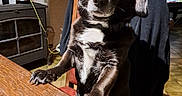 Lia participe au concours pour gagner de l'argent avec cette photo : dog, black_dog, pet, animal, chair, table, remote_control, indoor, furniture, wooden_table, curious, looking_up, white_patch, ears, paws, floor_tiles, flag, american_flag, background, cozy