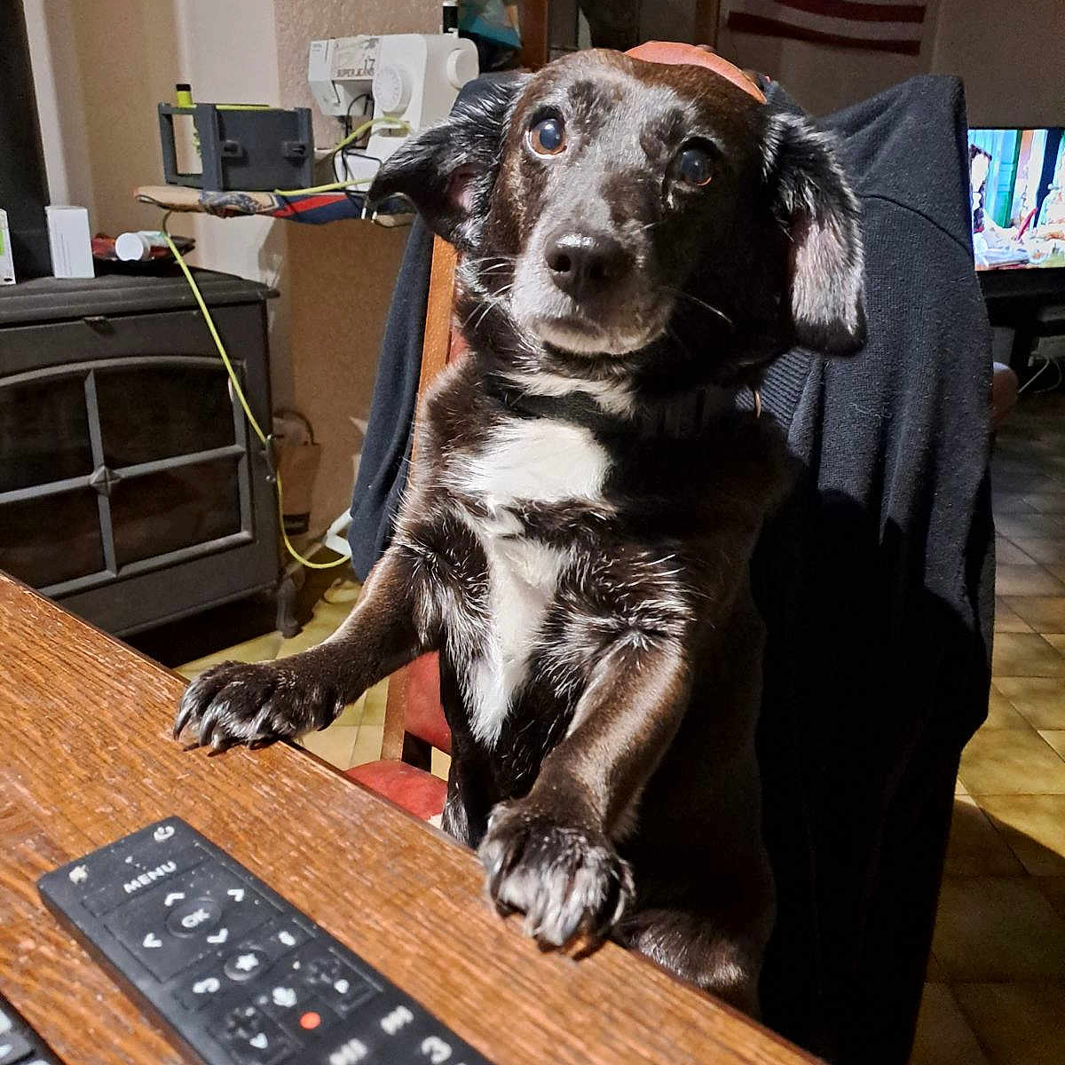 Lia participe au concours pour gagner de l'argent avec cette photo : dog, black_dog, pet, animal, chair, table, remote_control, indoor, furniture, wooden_table, curious, looking_up, white_patch, ears, paws, floor_tiles, flag, american_flag, background, cozy