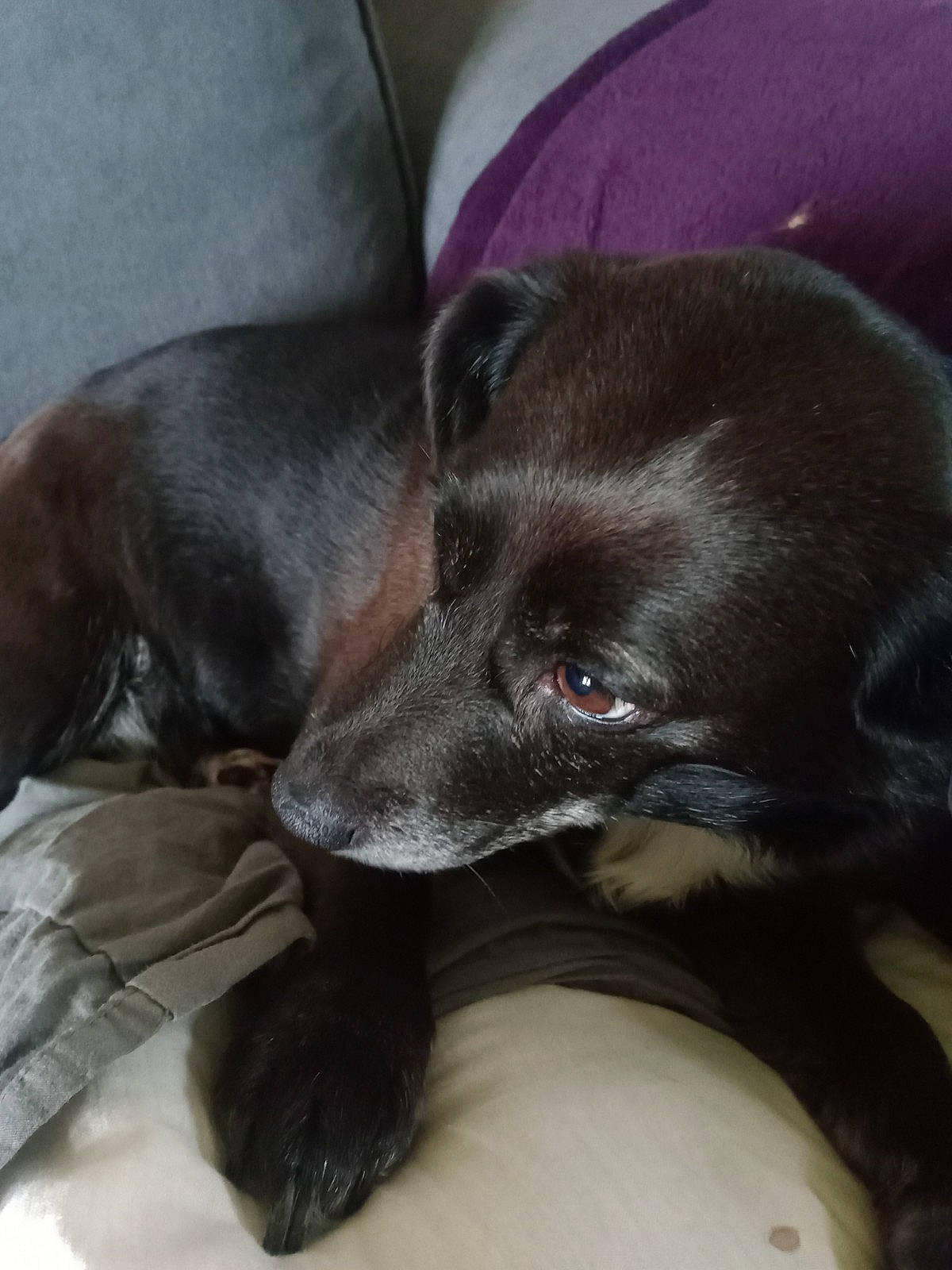 Laia participe au concours pour gagner de l'argent avec cette photo : borador, canidae, carnivore, claw, comfort, companion_dog, dog, dog_breed, fur, grey, guard_dog, gun_dog, liver, paw, puppy, retriever, sporting_group, terrestrial_animal, whiskers, working_animal