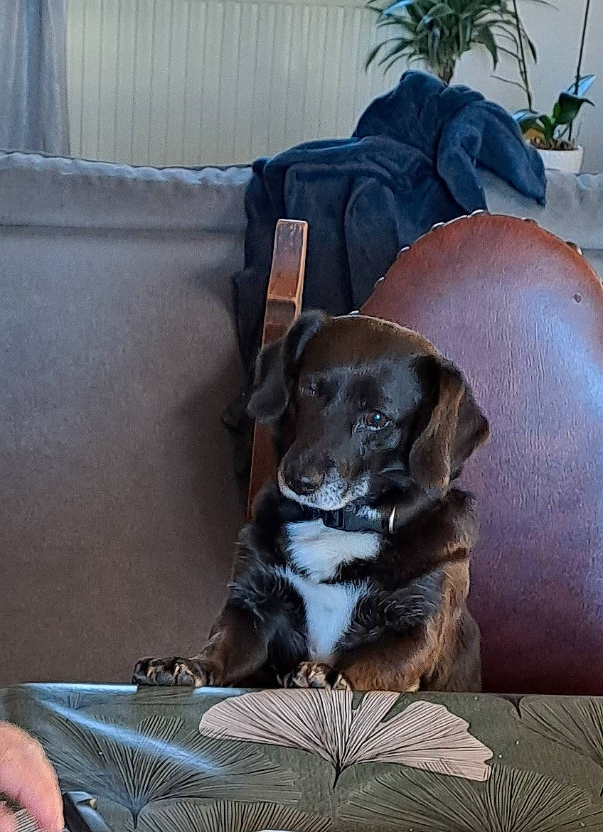 Laia participe au concours pour gagner de l'argent avec cette photo : canidae, carnivore, comfort, companion_dog, couch, dog, dog_breed, dog_supply, fawn, flowerpot, grey, guard_dog, houseplant, linens, plant, sighthound, sporting_group, weimaraner, whiskers, working_animal