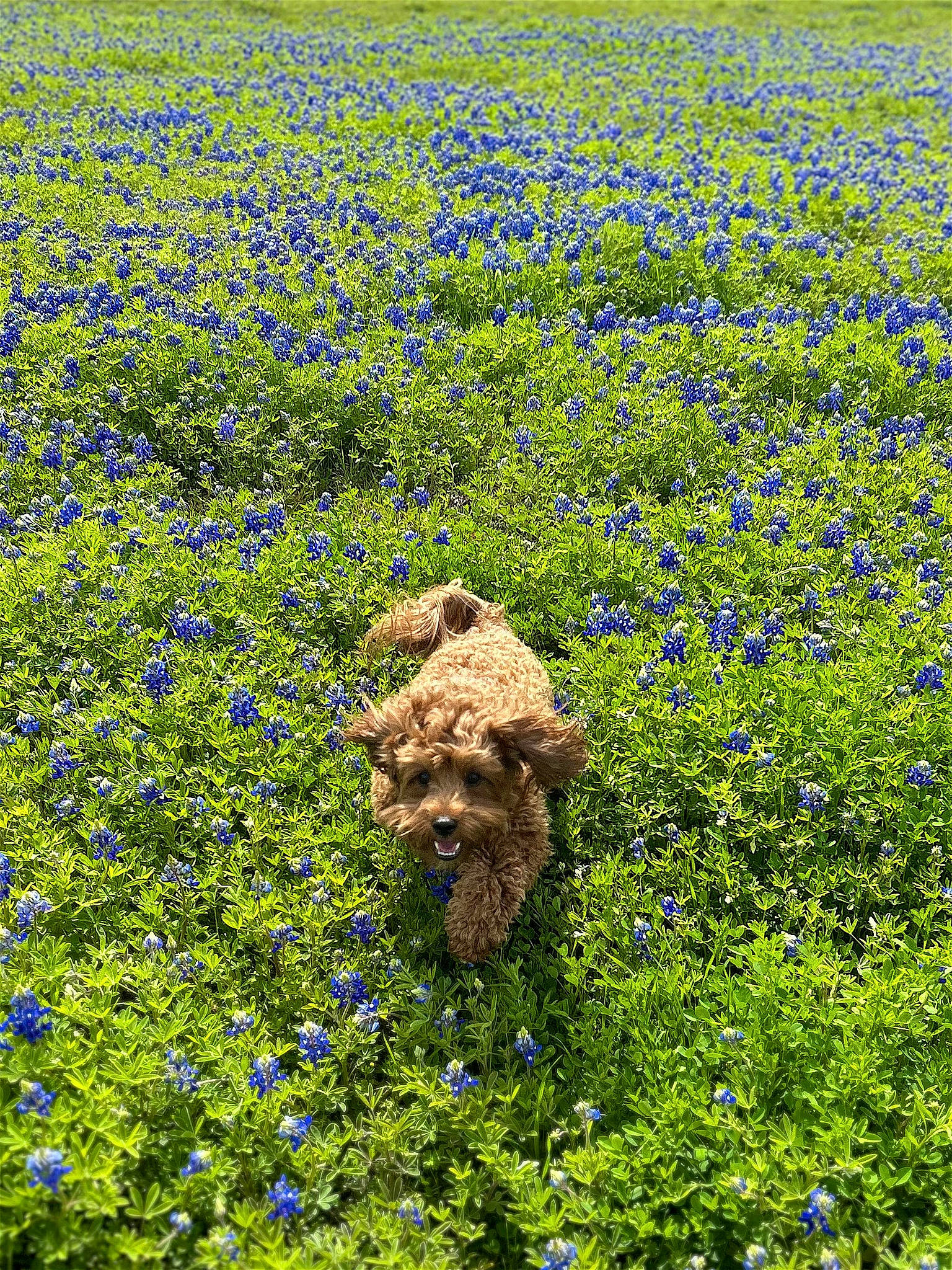 Ollie joined the competition — help win amazing prizes! agriculture, annual_plant, crop, field, flower, flowering_plant, forb, grass, grass_family, grassland, groundcover, herb, herbaceous_plant, meadow, natural_landscape, pasture, people_in_nature, plant, prairie, shrub