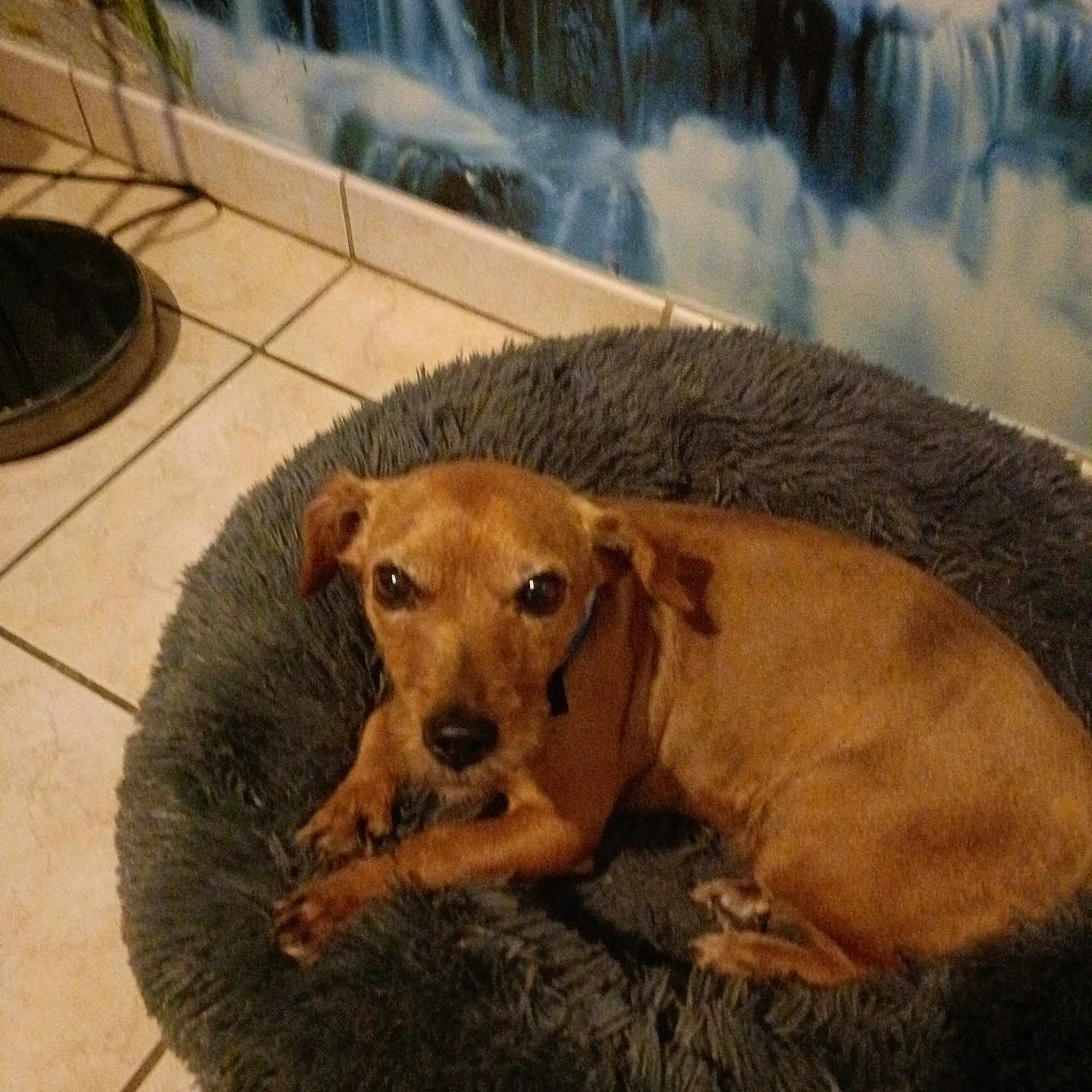 Jorka participe au concours pour gagner de l'argent avec cette photo : animal, boxer, bulldog, canine, clothing, couch, dog, dogbed, footwear, furniture, goldenretriever, homedecor, hound, labradorretriever, outdoors, pet, pool, puppy, shoe, water