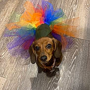Fancy Rea Baker joined the competition — help win amazing prizes! adorable, animal, brown_dog, colorful, costume, cute, dachshund, dog, ears, fashion, floor, indoor, looking_up, pet, playful, portrait, rainbow, small_dog, tutu, wooden_floor
