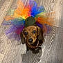 adorable, animal, brown_dog, colorful, costume, cute, dachshund, dog, ears, fashion, floor, indoor, looking_up, pet, playful, portrait, rainbow, small_dog, tutu, wooden_floor