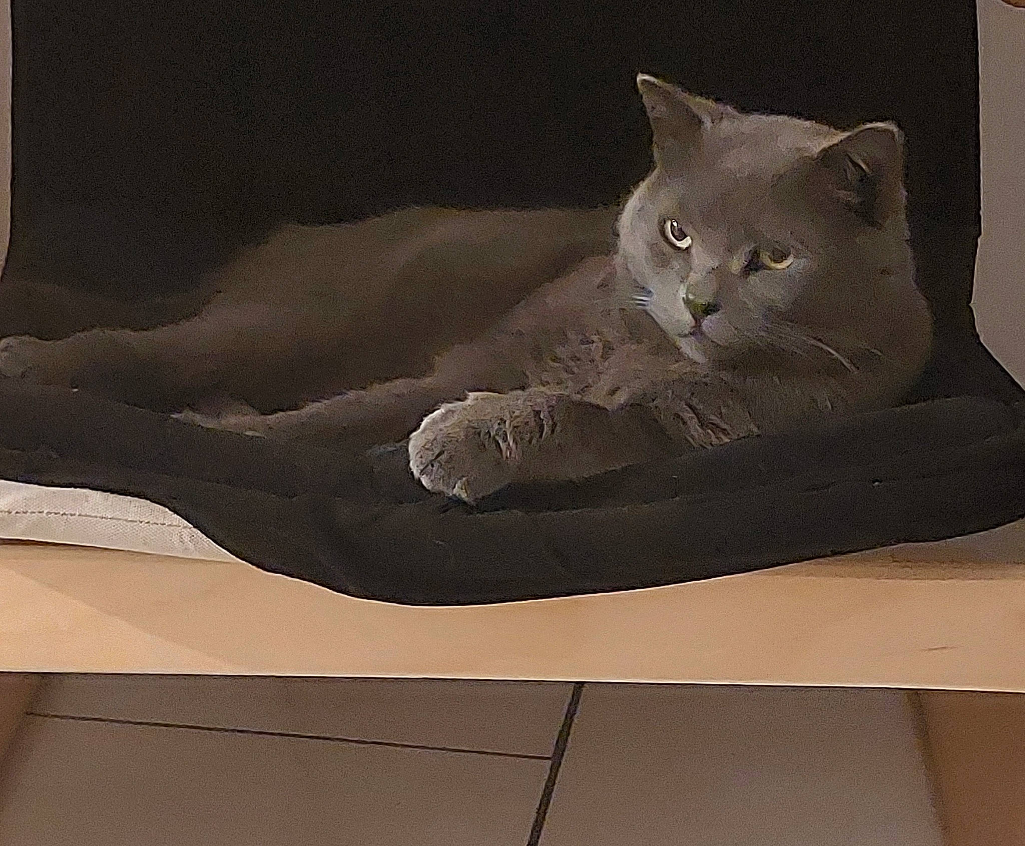 Daffy participe au concours pour gagner de l'argent avec cette photo : art, carnivore, cat, comfort, domestic_short_haired_cat, felidae, fur, grey, paw, rectangle, room, sculpture, sitting, small_to_medium_sized_cats, snout, tail, visual_arts, whiskers, window, wood