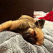 Vidia participe au concours pour gagner de l'argent avec cette photo : dog, sleeping, puppy, blanket, cozy, fur, nose, ear, closeup, bed, pillow, indoor, resting, cute, peaceful, snout, whiskers, soft_texture, brown_fur, portrait