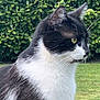 Pearl a rejoint le concours — aidez-le/la à gagner de superbes lots ! cat, tuxedo_cat, feline, whiskers, green_eyes, portrait, outdoors, grass, hedge, fur, black_and_white, pet, profile_shot, closeup, animal, ears, nose, alert, backyard, nature